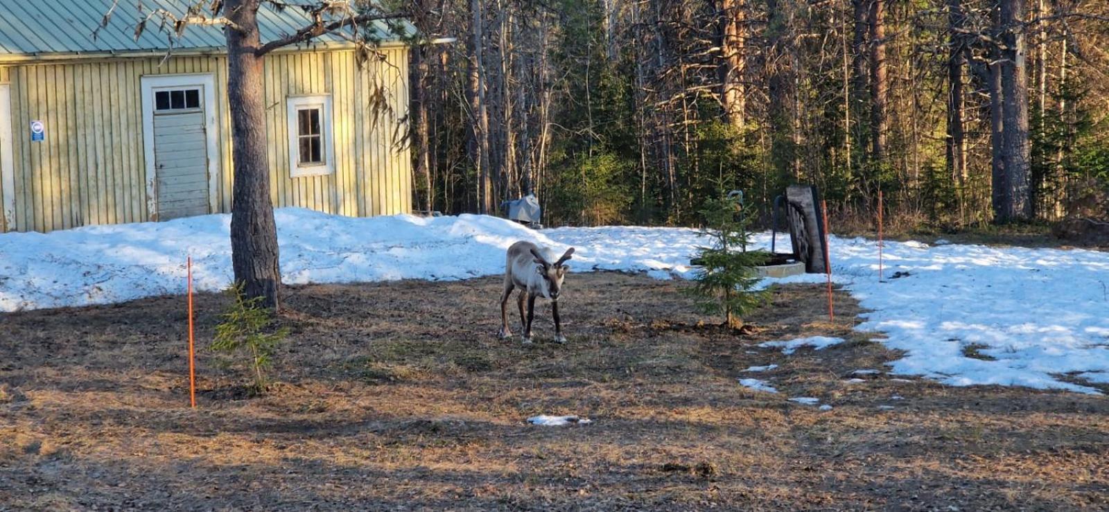 Готель Lapland Old School Муоніо Екстер'єр фото